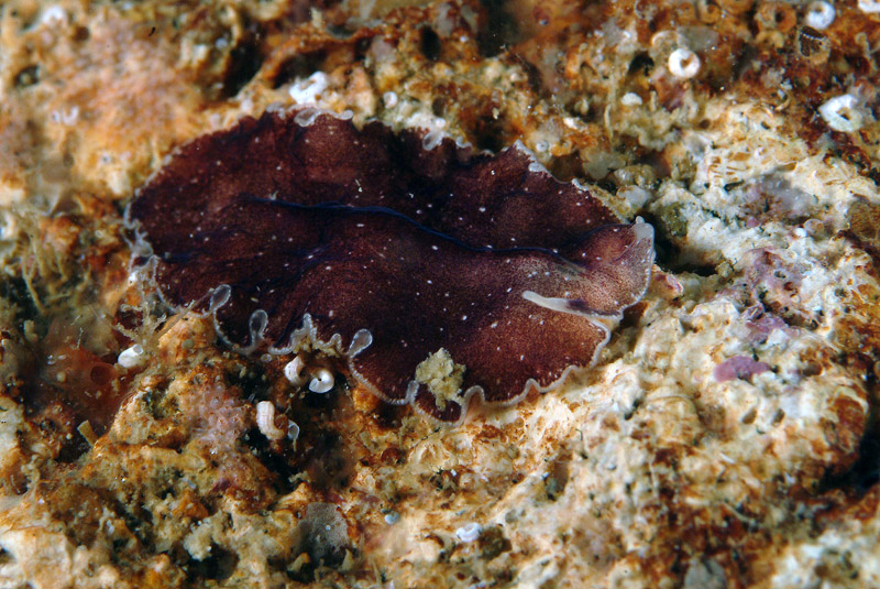 Yungia aurantiaca, Pseudoceros maximus, Thysanoon brochii